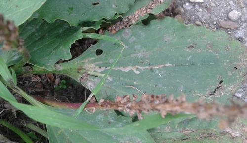 Phytomyzinae